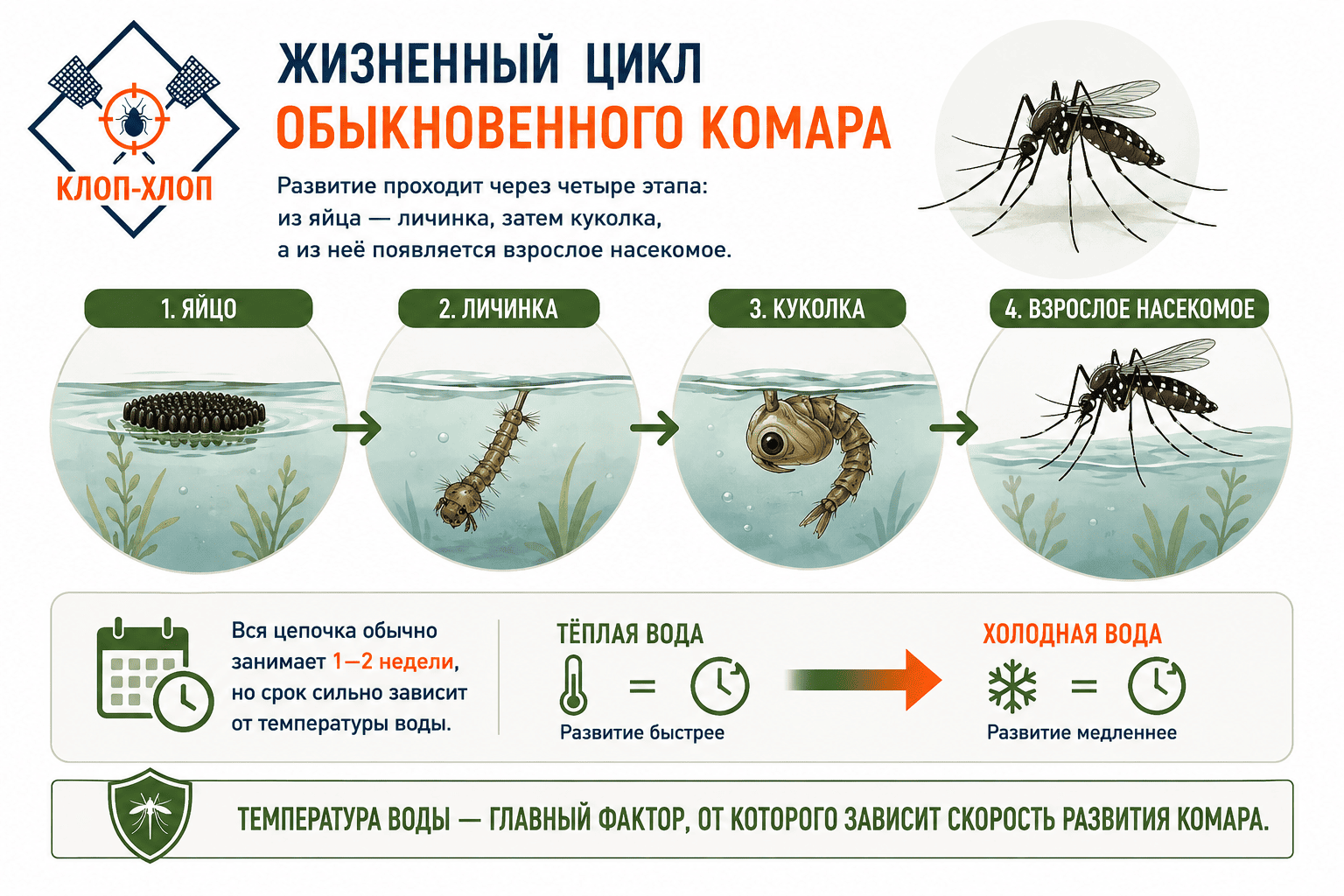 Жизненный цикл комара обыкновенного